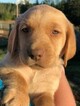 Small Photo #19 Labrador Retriever Puppy For Sale in EATONVILLE, WA, USA