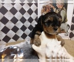 Small Photo #8 Yorkshire Terrier Puppy For Sale in AUSTIN, TX, USA