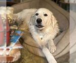 Small #6 Great Pyrenees