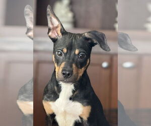 Jack Chi Dogs for adoption in Attalka, AL, USA