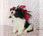 Small Photo #3 Havashu-Poodle (Miniature) Mix Puppy For Sale in QUARRYVILLE, PA, USA