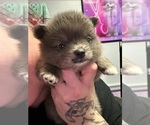 Puppy Merle Girl 1 Pomeranian