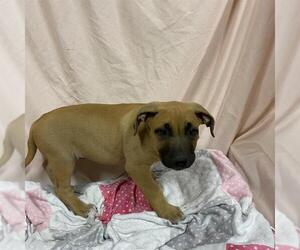 American Bandogge mastiff Dogs for adoption in Modesto, CA, USA