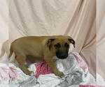 Small American Bandogge mastiff