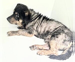 German Shepherd Dog-Unknown Mix Dogs for adoption in Houston, TX, USA