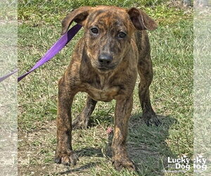 Retriever -Unknown Mix Dogs for adoption in Washington, DC, USA