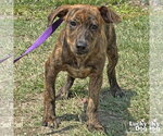 Small Retriever  Mix