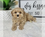Small #4 Cavapoo (Miniature)