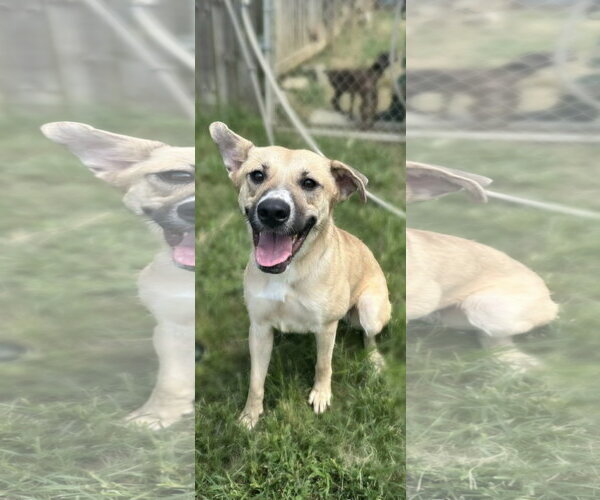 Medium Photo #2 Mutt Puppy For Sale in Jackson, MS, USA