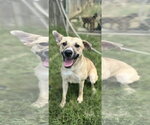 Small #1 Mutt