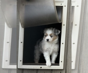 Miniature Australian Shepherd Puppy for sale in SAINT CLOUD, MN, USA