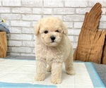 Small #3 Poodle (Toy)