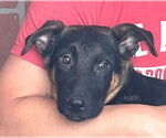 Small #7 German Shepherd Dog Mix