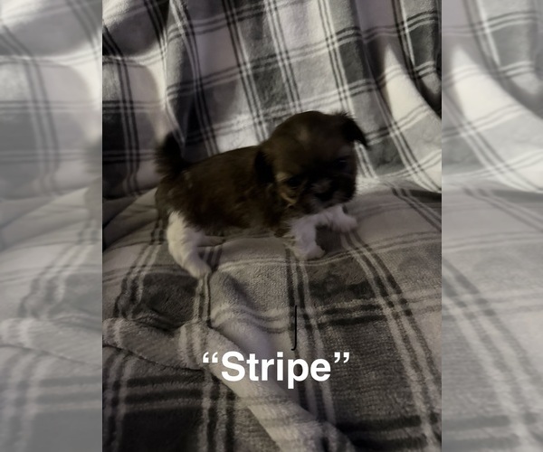 Medium Photo #5 Shih Tzu Puppy For Sale in GLENDALE HEIGHTS, IL, USA