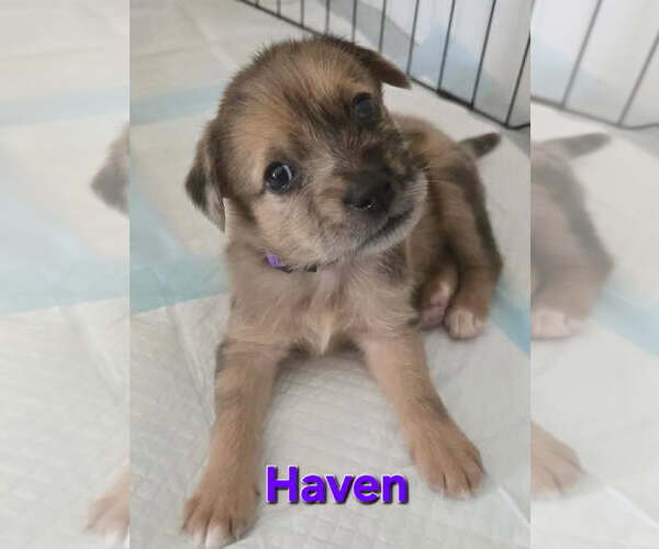 Medium Photo #2 Australian Shepherd-Unknown Mix Puppy For Sale in Royal Palm Beach, FL, USA