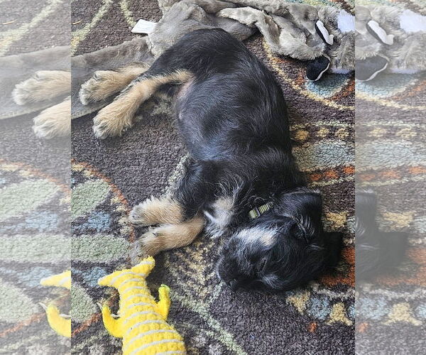 Medium Photo #3 Mutt Puppy For Sale in Corona, CA, USA