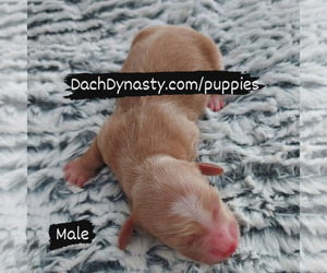 Dachshund Puppy for sale in GATESVILLE, TX, USA