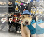 Small #6 Labrador Retriever Mix