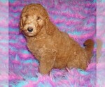 Small #1 Labradoodle