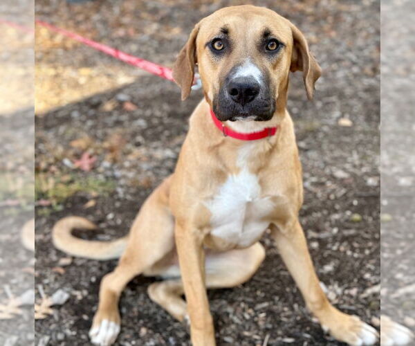 Medium Photo #7 Mutt Puppy For Sale in Canton, CT, USA