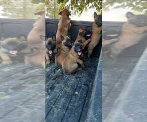 Belgian Malinois Puppy for sale in LAKE LOS ANGELES, CA, USA