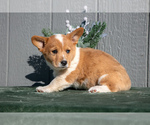 Puppy Rainbow Pembroke Welsh Corgi
