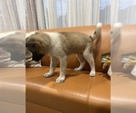 Small #1 Akita