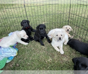 Labrador Retriever Puppy for sale in ALGOOD, TN, USA