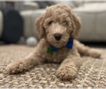 Small Photo #11 Double Doodle Puppy For Sale in PINELLAS PARK, FL, USA
