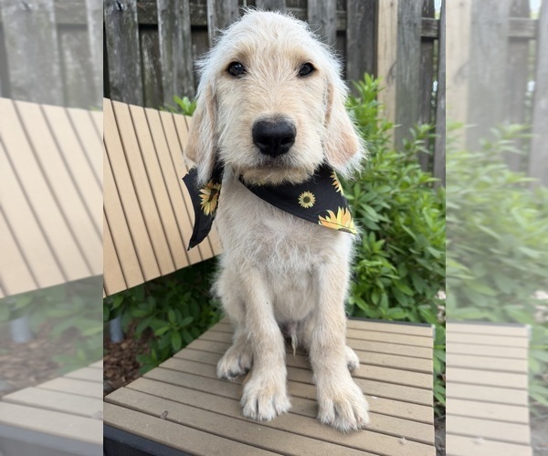 Medium Photo #1 Labradoodle Puppy For Sale in PEMBROKE, GA, USA