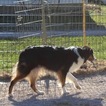 Small Photo #1 Miniature American Shepherd Puppy For Sale in BOLIVAR, MO, USA