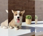 Small Photo #2 Pembroke Welsh Corgi Puppy For Sale in CHINO HILLS, CA, USA
