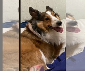Mother of the Shetland Sheepdog puppies born on 04/20/2025