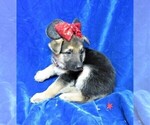 Small Photo #6 German Shepherd Dog Puppy For Sale in HARTVILLE, MO, USA