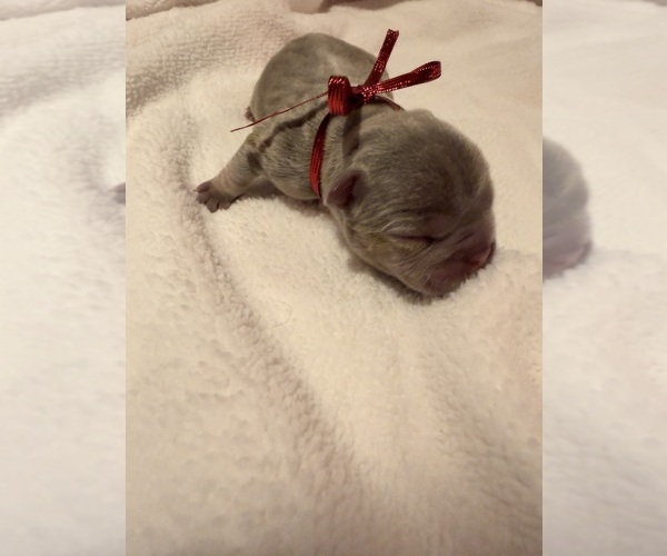 Medium Photo #10 French Bulldog Puppy For Sale in PONSFORD, MN, USA