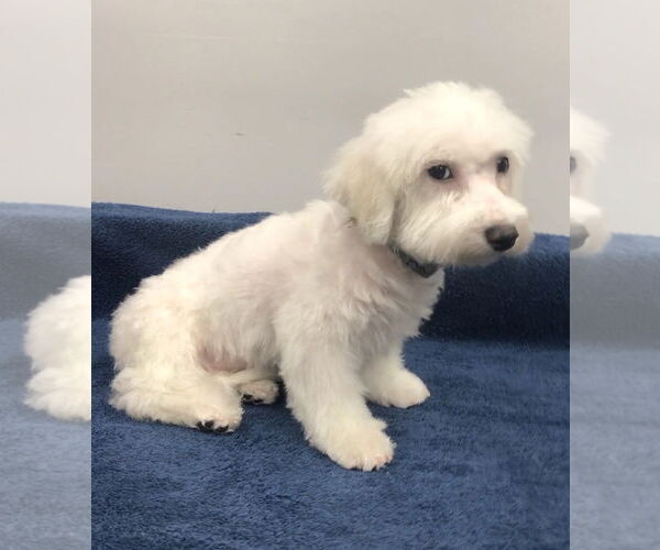 Medium Photo #3 Bichon Frise Puppy For Sale in Lincolnwood, IL, USA