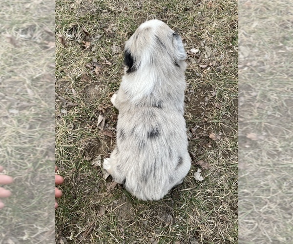 Medium Photo #2 Australian Shepherd Puppy For Sale in TOLEDO, IL, USA
