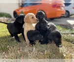 Small Labrador Retriever