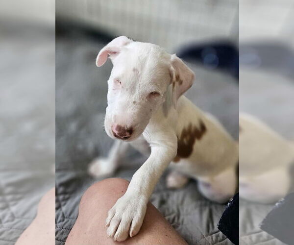 Medium Photo #3 American Pit Bull Terrier-Unknown Mix Puppy For Sale in Raleigh, NC, USA