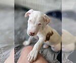 Small #2 American Pit Bull Terrier Mix