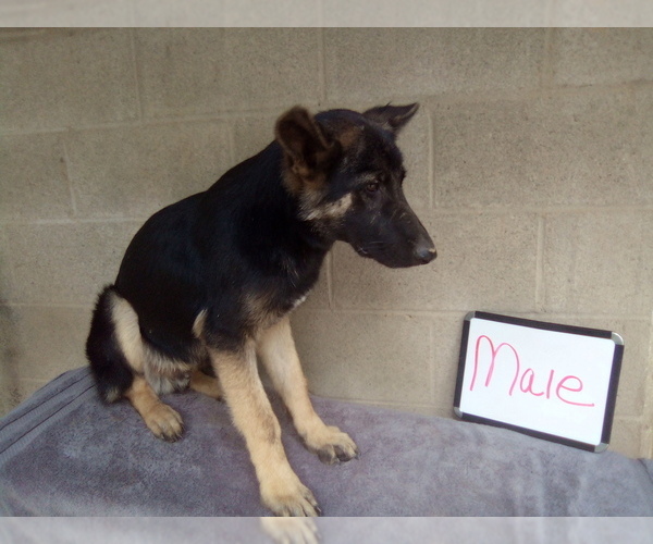 Medium Photo #10 German Shepherd Dog Puppy For Sale in LOGAN, OH, USA