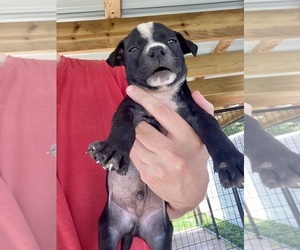 Medium American Pit Bull Terrier