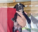 Puppy Male 5 American Pit Bull Terrier