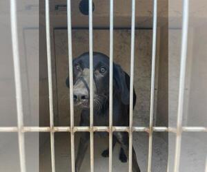 Labrador Retriever-Unknown Mix Dogs for adoption in Oklahoma City, OK, USA