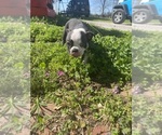 Small Photo #5 Boston Terrier Puppy For Sale in FREDONIA, KS, USA
