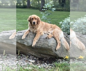 Father of the Golden Retriever puppies born on 11/20/2025