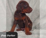 Small Photo #3 Doberman Pinscher Puppy For Sale in POMEROY, OH, USA