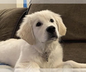 English Cream Golden Retriever Puppy for Sale in BROWNS MILLS, New Jersey USA