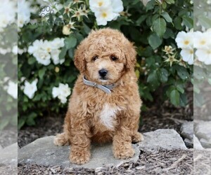 Goldendoodle (Miniature) Puppy for sale in GORDONVILLE, PA, USA