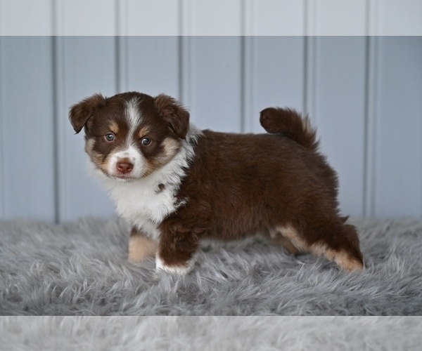 Medium Photo #3 Miniature Australian Shepherd Puppy For Sale in MILLERSBURG, OH, USA